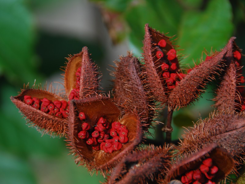 Blumen im Garten der Anlage