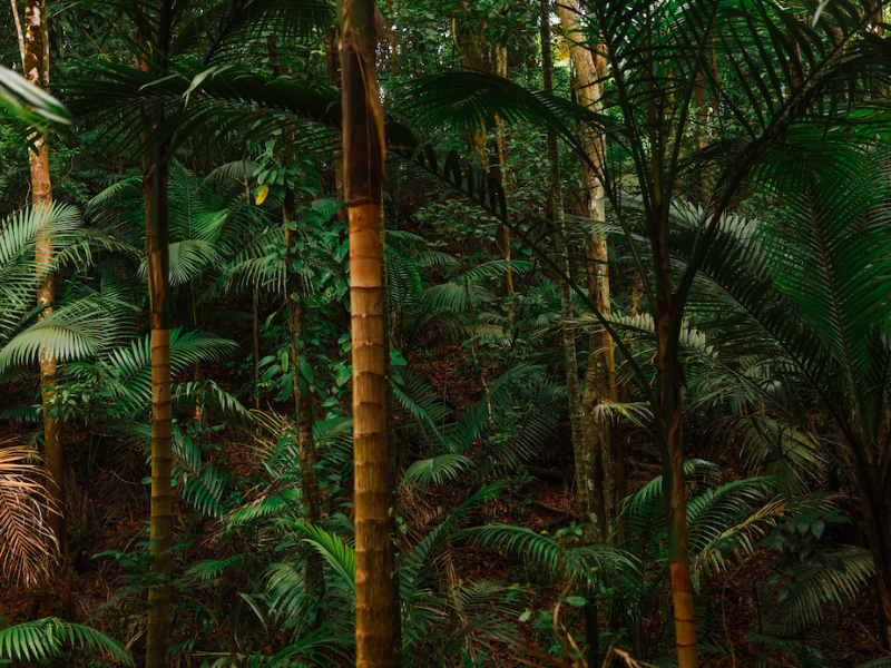 Tobago Main Ridge Forest Tour