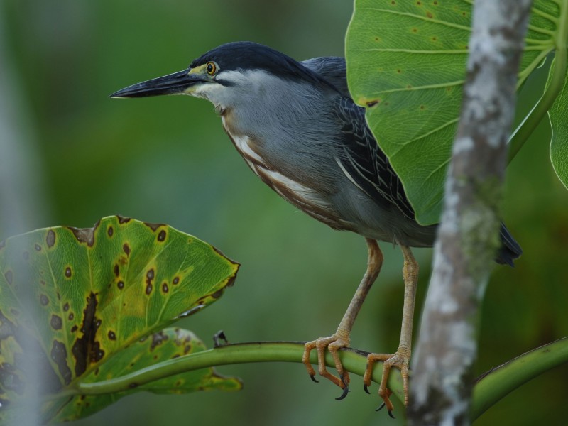 Sacha Lodge - Birdwatching