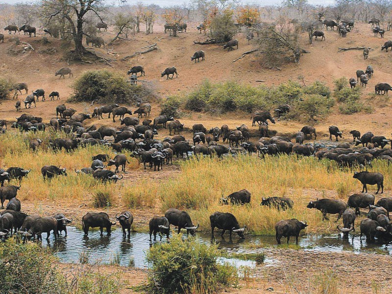 South Africa - Kruger NP