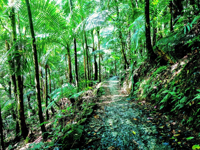 El Yunque