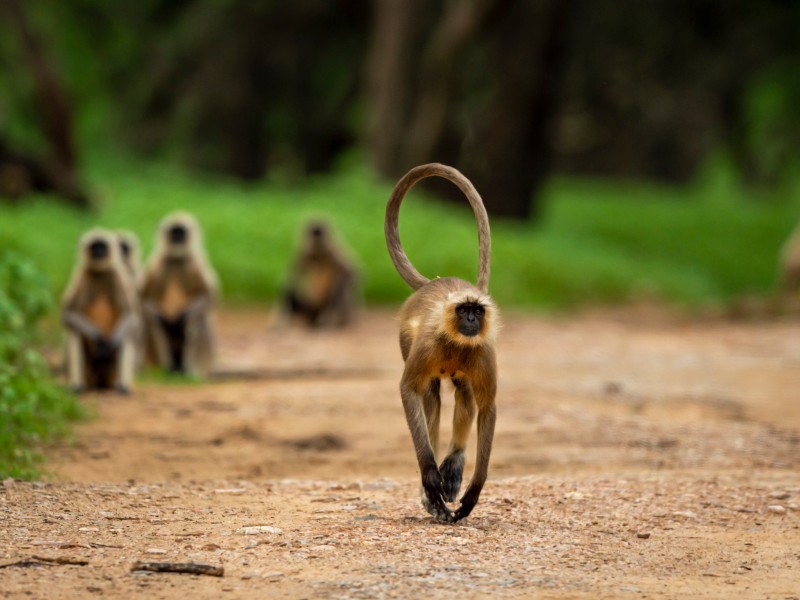  Indische Langur- Ranthambore NP-Indien
