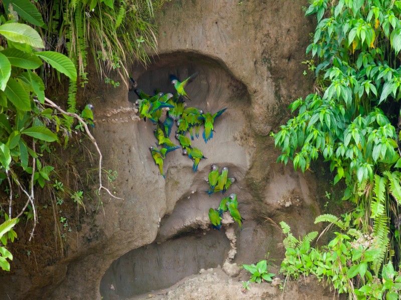 La Selva Lodge - Papageien-Lehmlecke