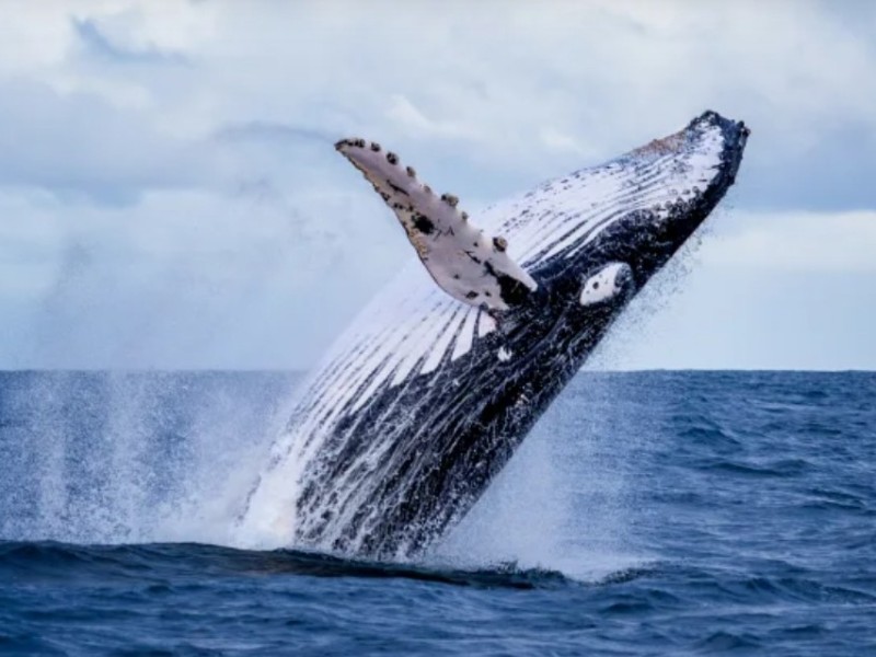 Whale Watching BCS