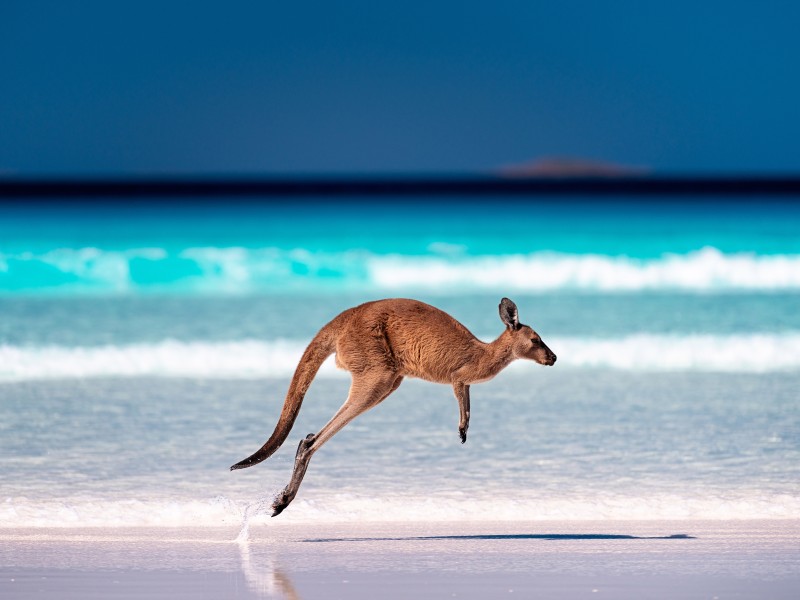 Header Kangaroo Island