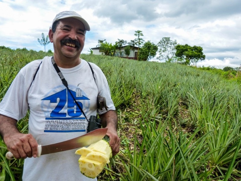 Finca Sura - Biologische Ananas Farm