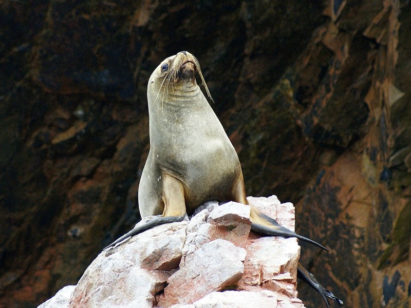Islas Ballestas