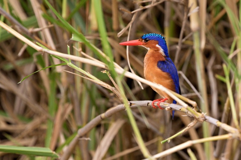 Malachite Kingfisher