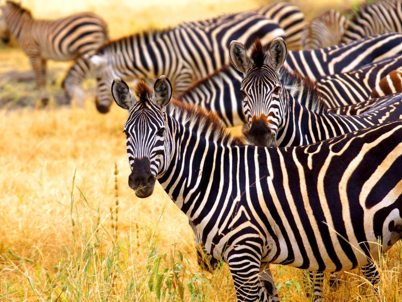 Zebra