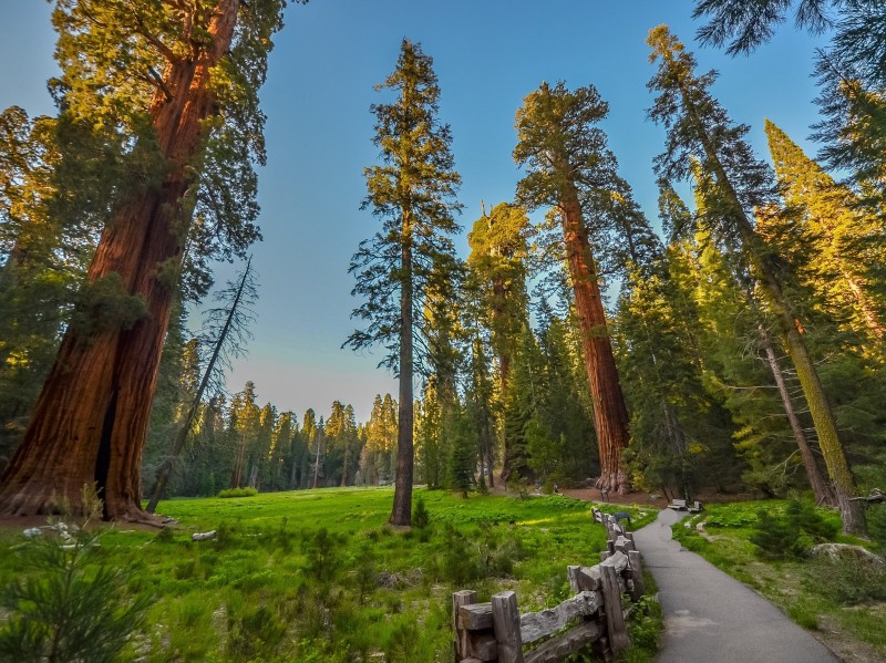 USA - California - Sequoia