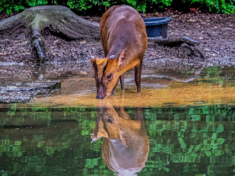 Muntjac