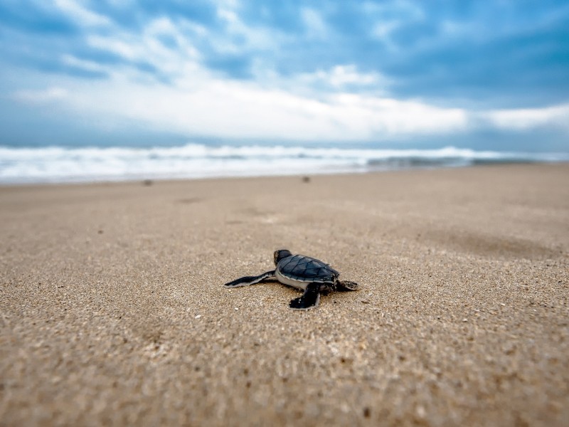 baby turtle- day 14