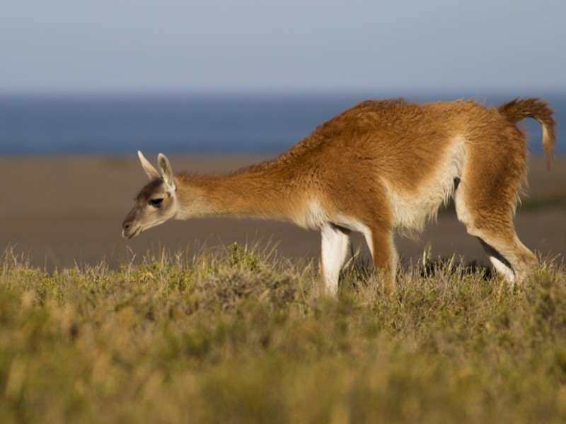 El Pedral Ausflug Guanako