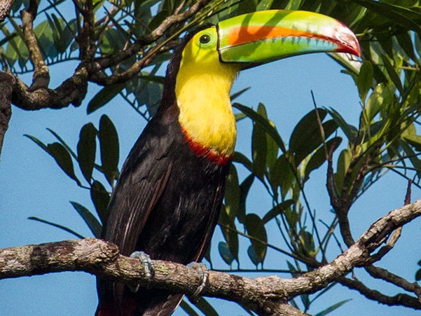 Tortuguero Nationalpark - Tukan