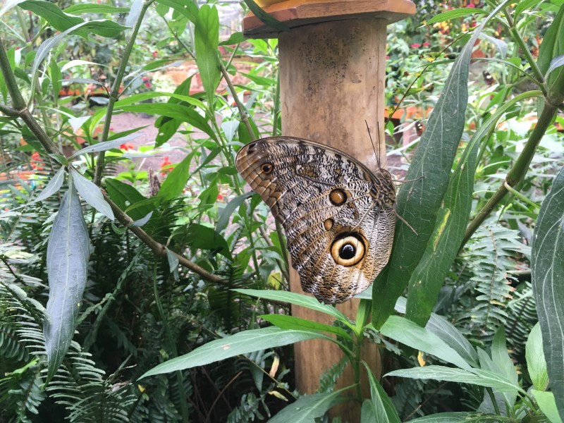 Ecuador - Mindo - butterfly