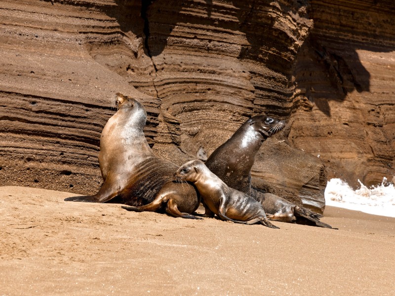 Sealions at the beach
