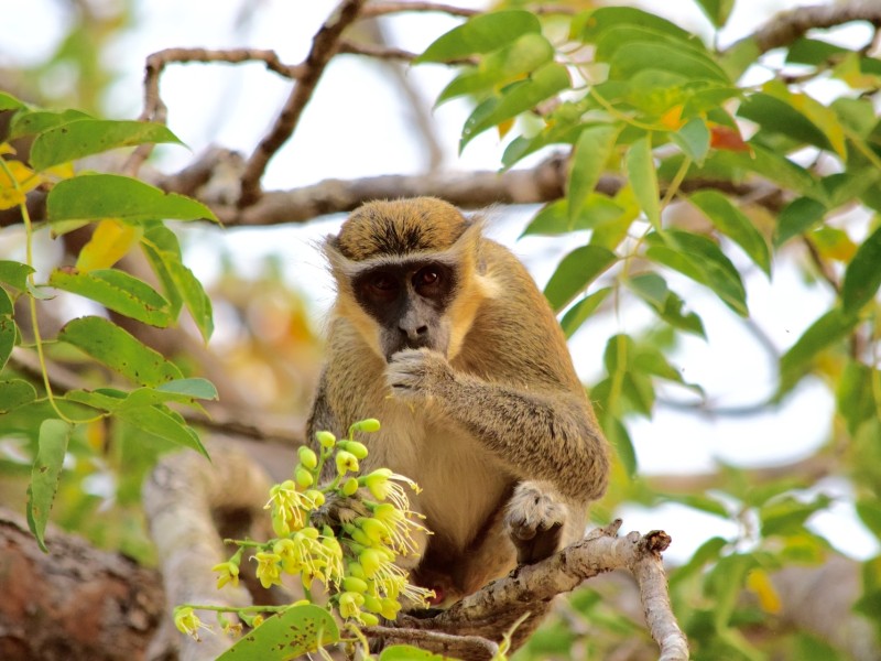 Monkey in Ghana header