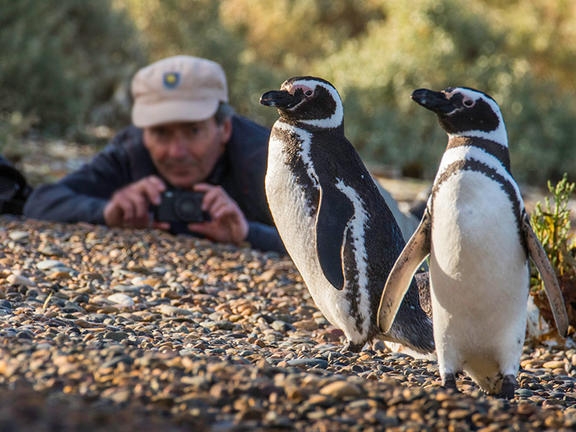 Photograph Penguins