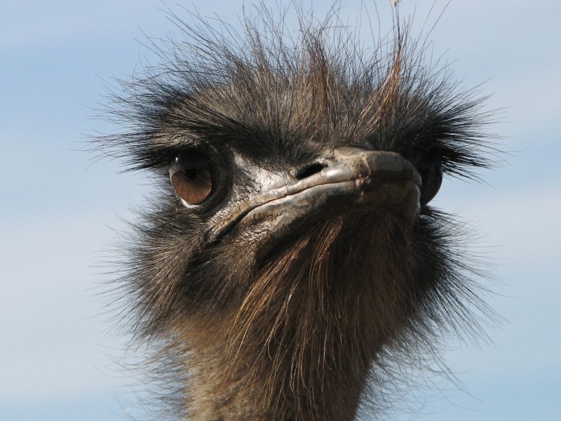 South Africa - Oudtshoorn