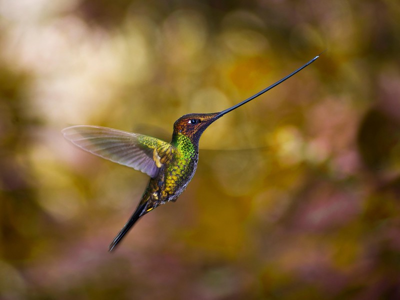 Hummingbird
