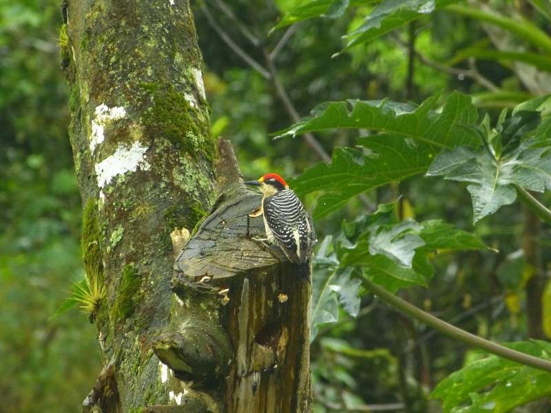 Volgelbeobachtung im Nebelwald