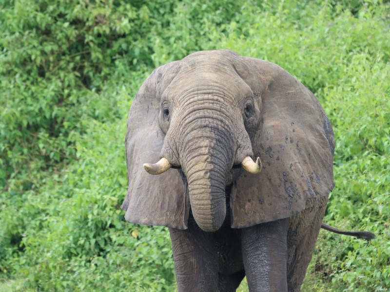 Elefantenbulle - Murchison Falls -Uganda
