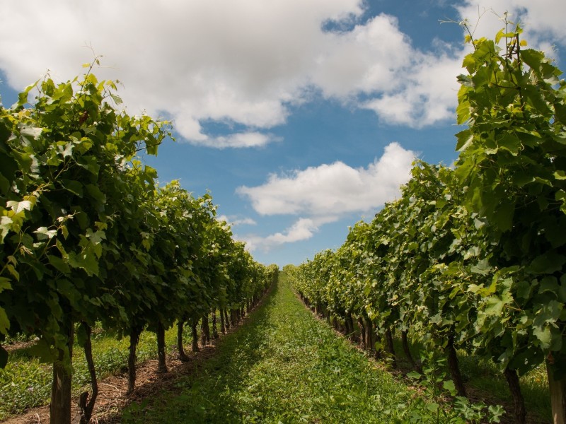 Bulgarian vineyard 