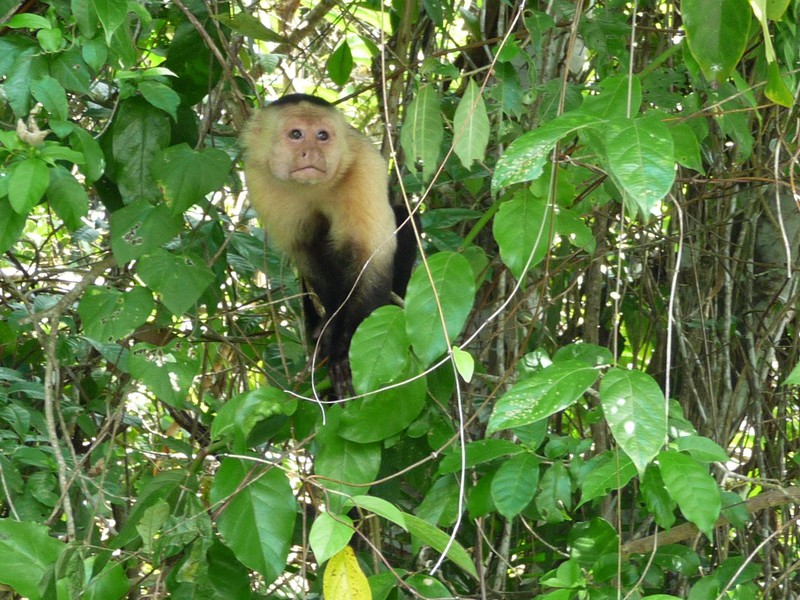 Affe