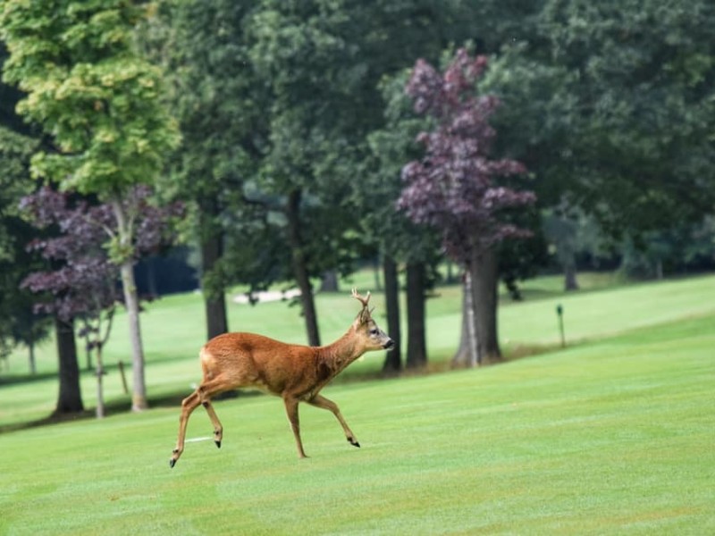 Pollok Golf Club
