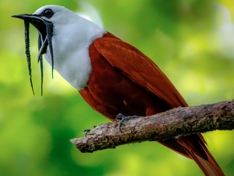 Cloud Forest Lodge - Dreilappenkotinga