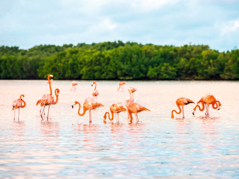 Mexico - Rio Lagartos