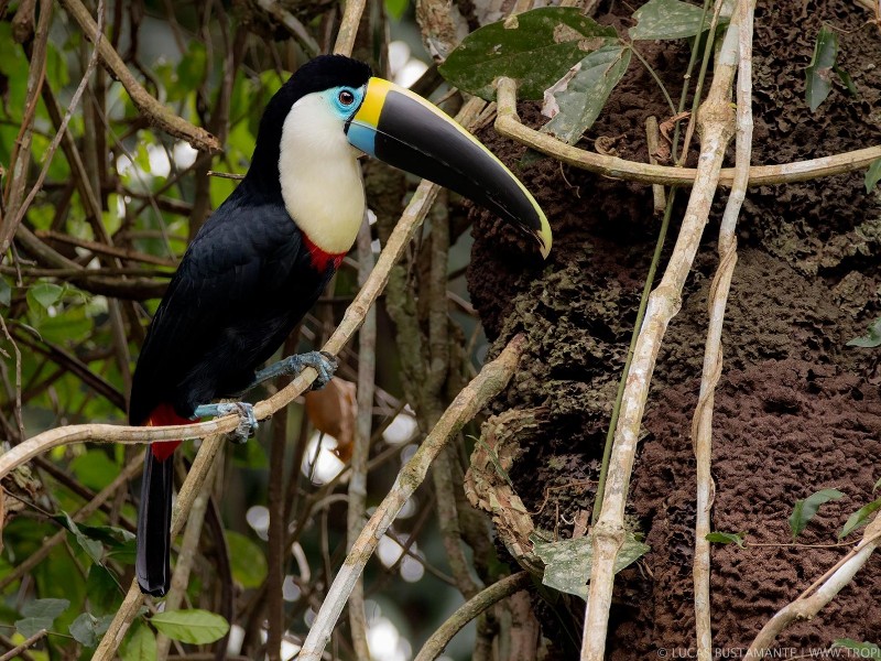 Napo Wildlife Center - Tukan im Urwald