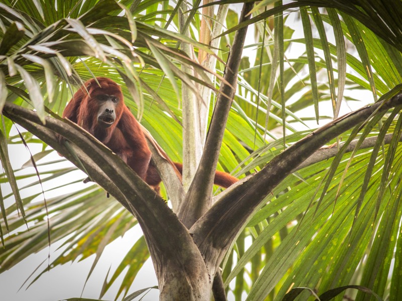 Ecuador - Amazon - monkey
