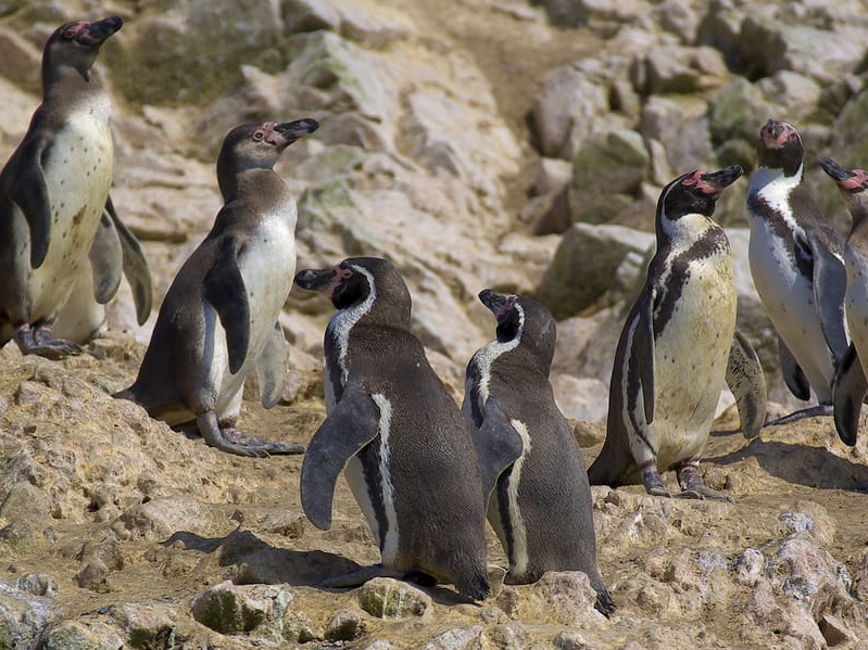 Ballestas and Paracas Reserve