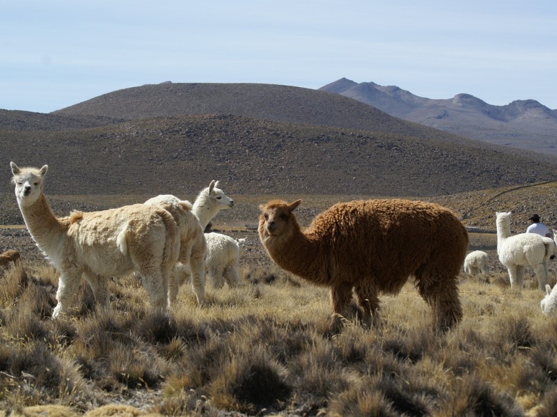 Alpakas