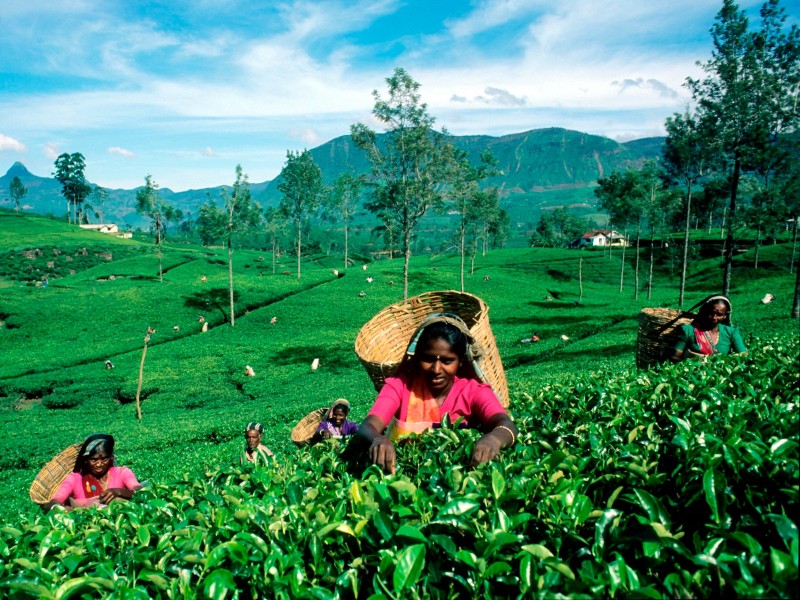 Tea Plantation