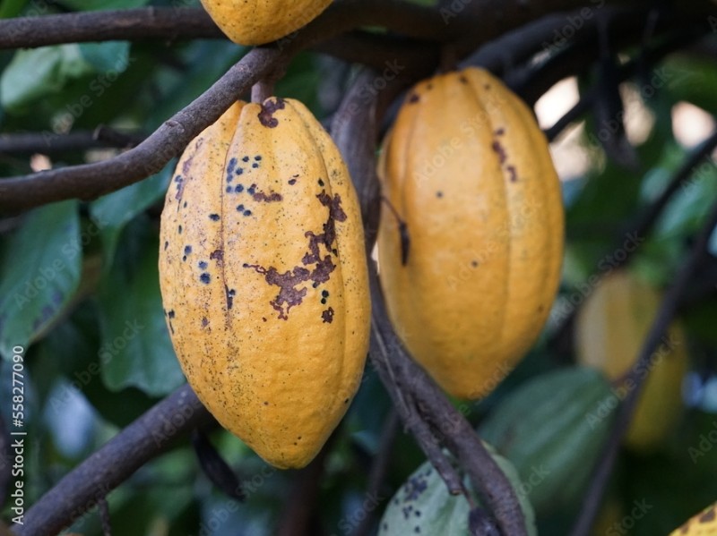Cacao tree
