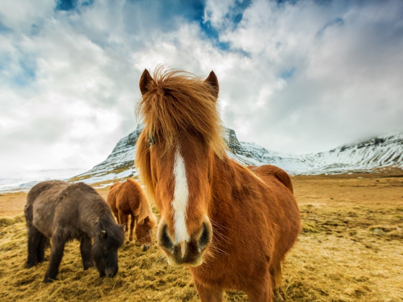 Iceland - Icelandic horses