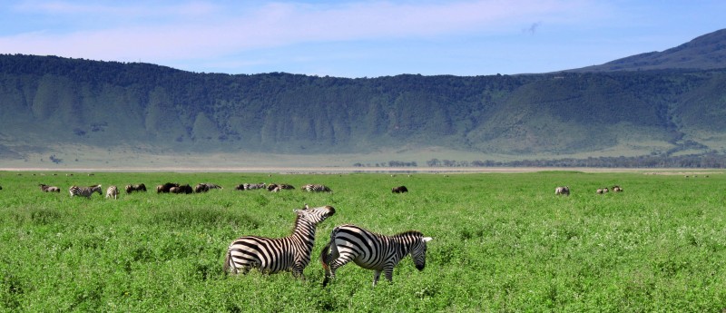 Ngorongoro Crater Game Drive
