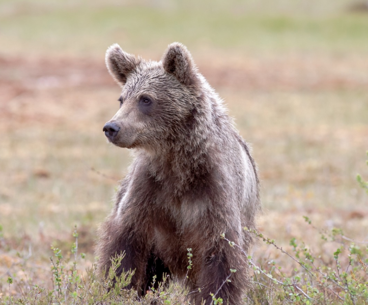 Brown Bear