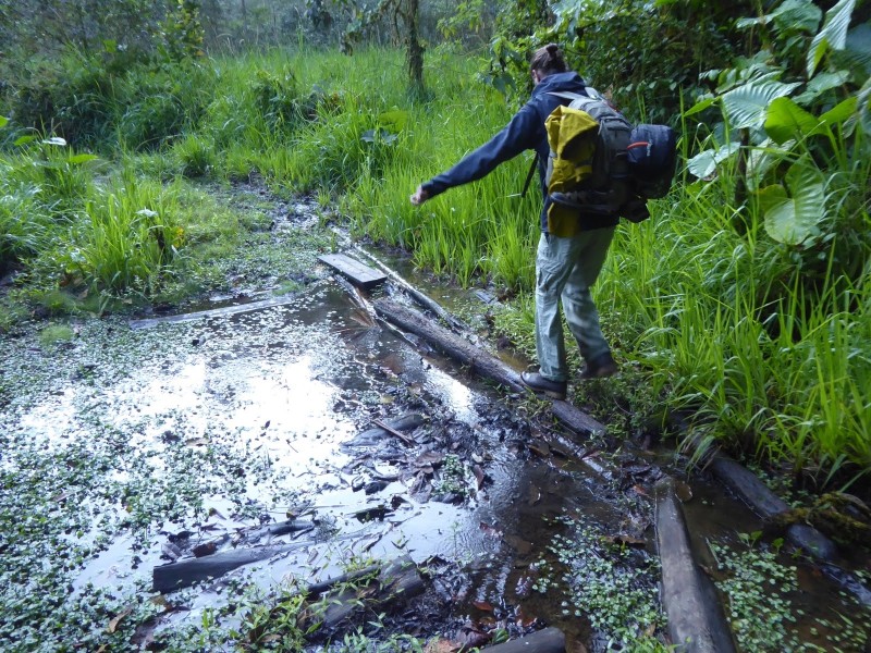 Weg in den Feuchtwiesen