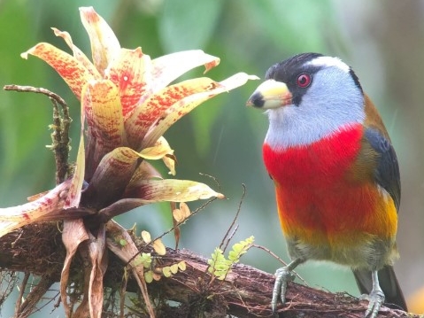 Guaycapi Birding Lodge