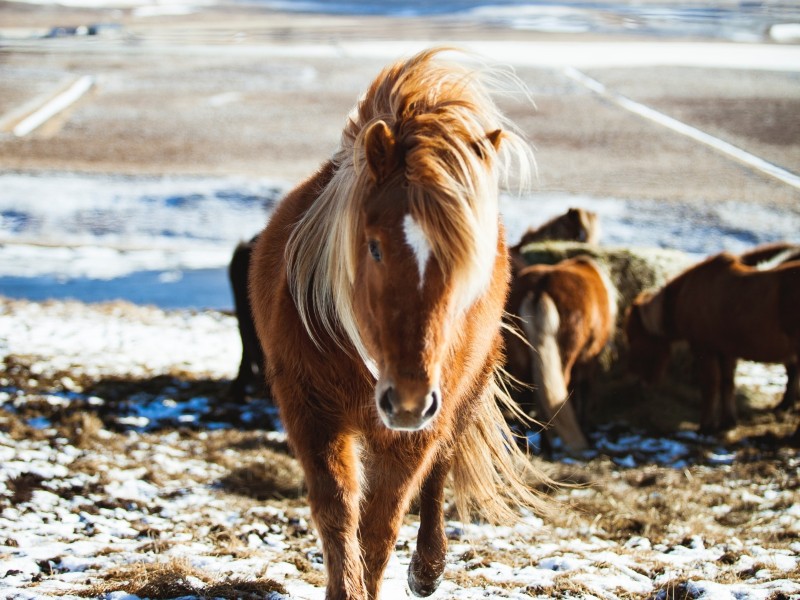Horses in Höfn 