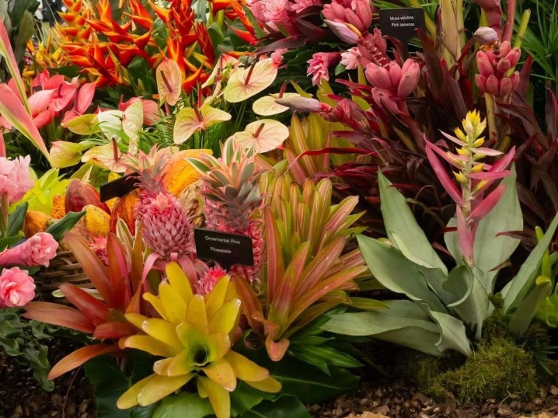 Grenada Flower Show