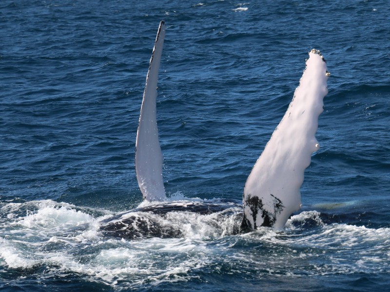 Samaná - Walbeobachtung