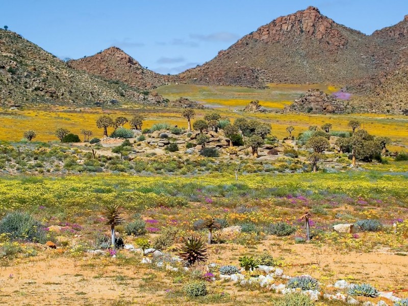South Africa - Springbok