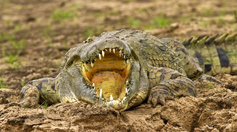 Crocodile in Rufiji River in Selous
