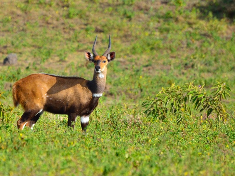  Bushbuck 