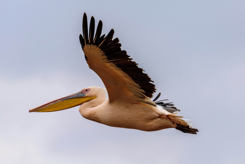 Pelican at Lake Manyara