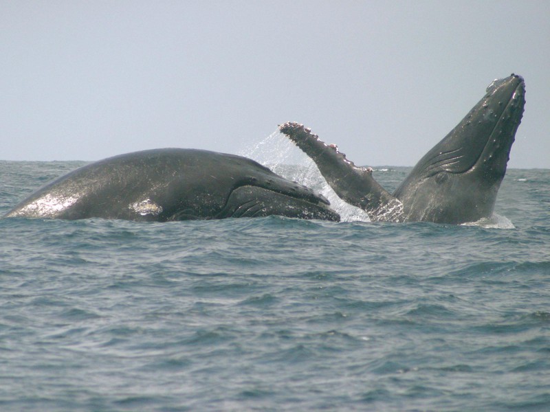 Humpback Whales off the coast